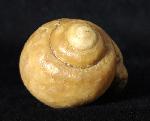 Ampullina sp. (FRUSSAC 1822) - Bild © FossNet FossilienStore